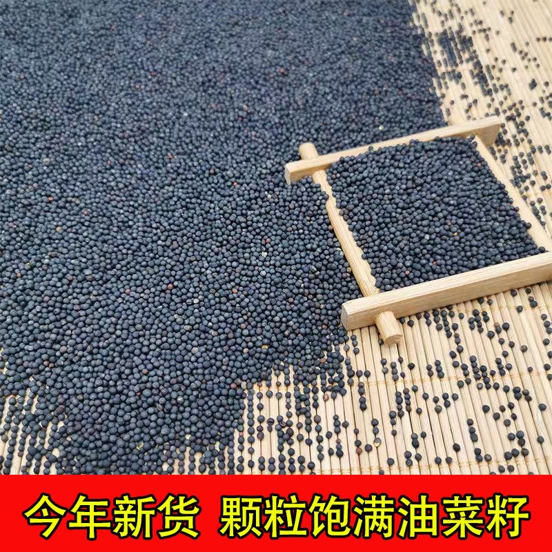 新鲜油菜籽榨油油菜籽鸟食精品油菜籽自榨油用油菜籽