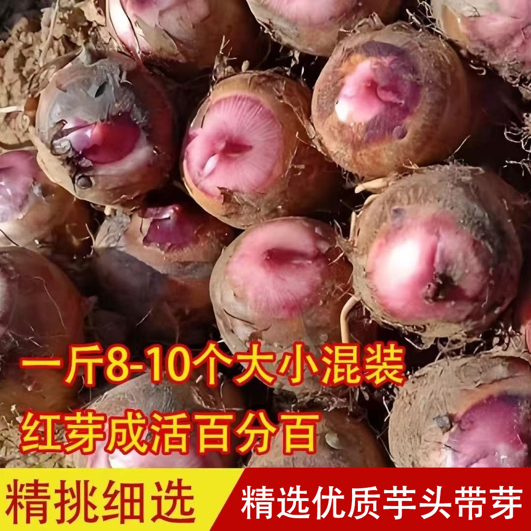 红芽芋头种香糯小香粉芋子红芽芋种苗农家旱地芋头种植苗可吃可种