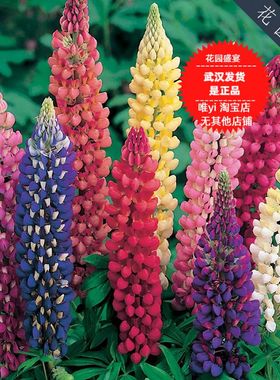 30粒种子可盆栽 羽扇豆 罗素混色 美国BURPEE进口花卉种子 H66