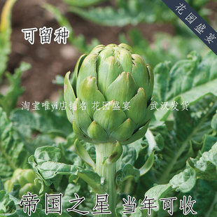 可留种高产朝鲜蓟帝国之星种子5粒 当年可收 进口 可盆栽 多年生