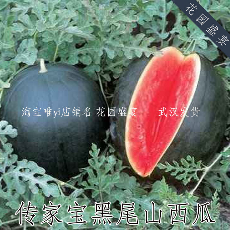 10-15粒传家宝可留种黑尾山西瓜种子甜脆多汁黑皮红肉留种