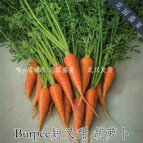Burpee胡萝卜短又甜 粘土贫瘠土壤专属 进口蔬菜种子