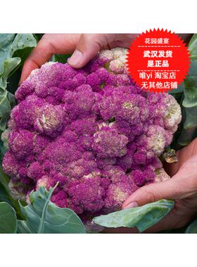 可留种西西里紫色花椰菜10粒种子美国传家宝进口秋季菜种传统蔬菜