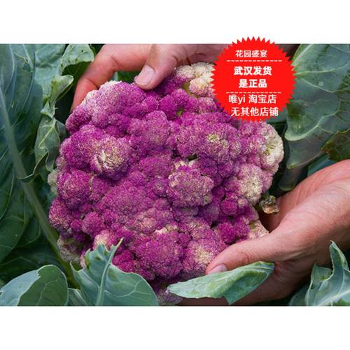 可留种西西里紫色花椰菜秋季
