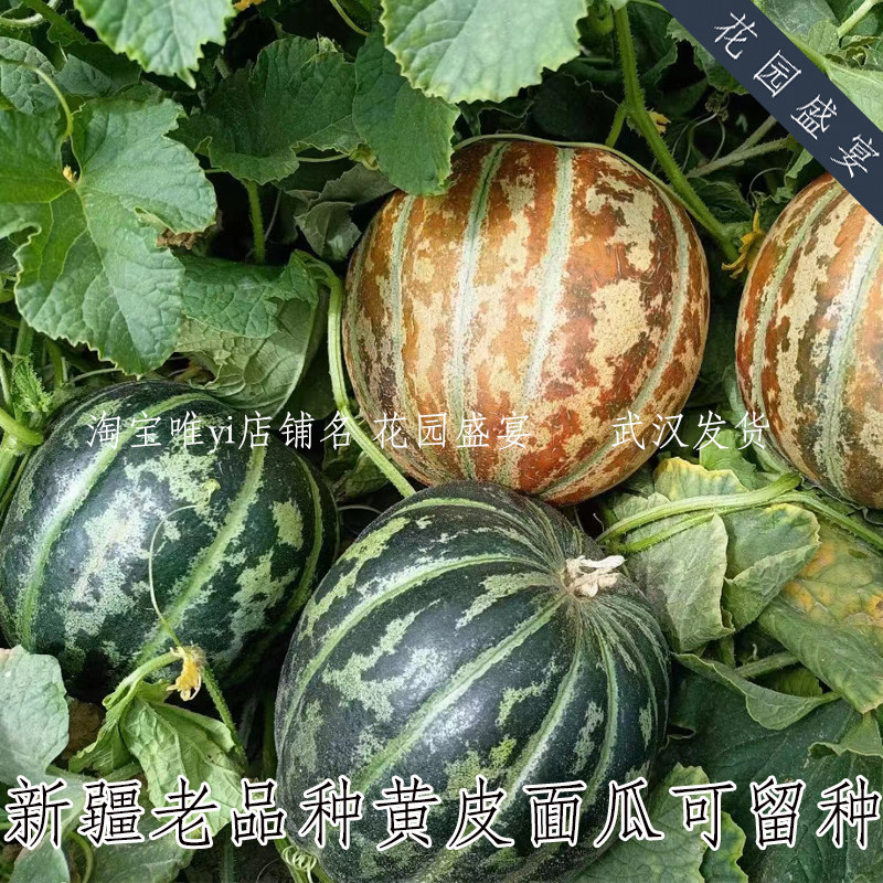 40-50粒可留种新疆老品种传统面瓜甜瓜种子 老汉瓜