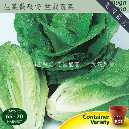 花园盛宴春秋播种罗马生菜