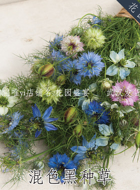 花园盛宴黑种草益虫切花