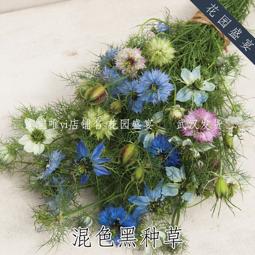 花园盛宴黑种草益虫切花