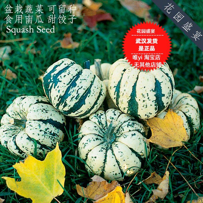买1送1盆栽食用南瓜甜饺子种子 可留种 美国原装进口 非转基因
