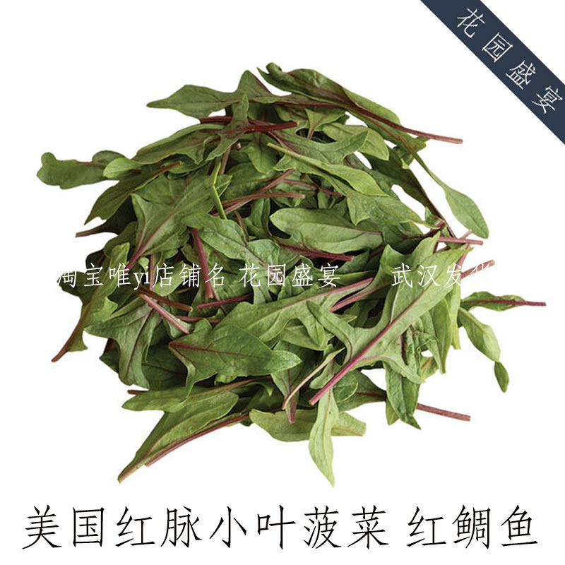 40粒F1红脉小叶菠菜种子红鲷鱼进口盆栽地栽