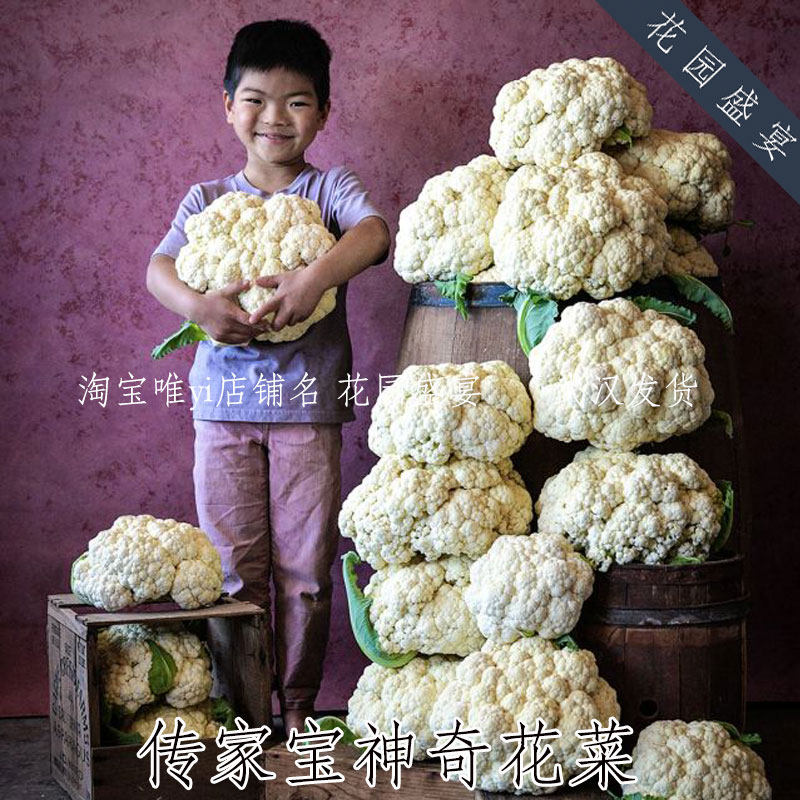 传家宝大头白色花菜花椰菜种子神奇进口蔬菜种子可留种易种植