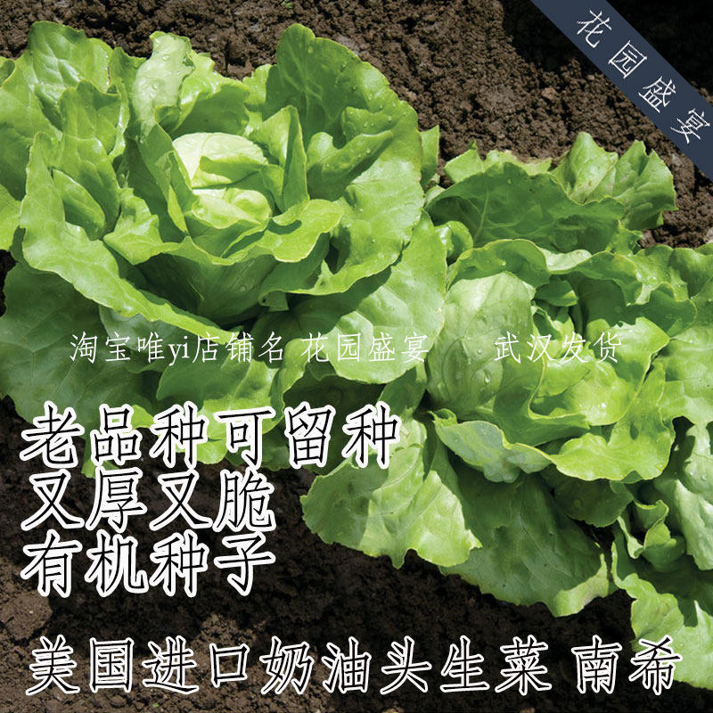 有机可留种抗病结球奶油头生菜种子南希进口盆栽地栽 老品种 厚脆,鲜花速递/花卉仿真/绿植园艺,家庭园艺种子,淘宝优惠券,粉丝福利购,淘宝优惠卷