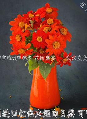 买1送1可留种老品种墨西哥向日葵红色火炬种子丰花美国传家宝进口