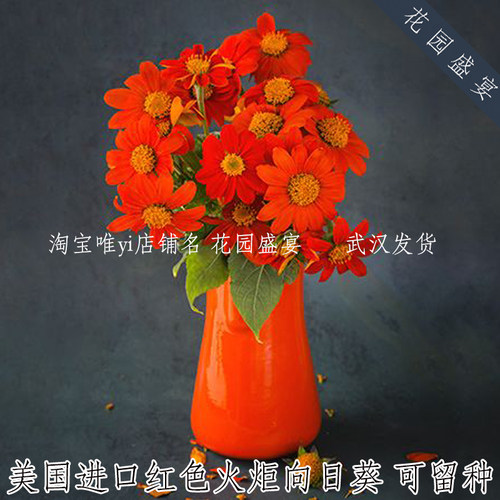 可留种火炬3粒丰花传家宝向日葵