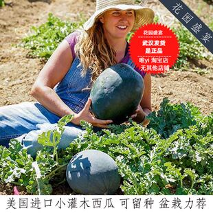 买1 送1盆栽西瓜种子灌木型糖宝宝美国传家宝可留种早熟黑皮西瓜