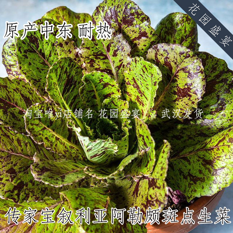 传家宝可留种叙利亚阿勒颇斑点生菜种子古老品种耐热美味盆栽