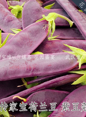 20粒可留种紫豆蔻甜紫色荷兰豆种子耐寒