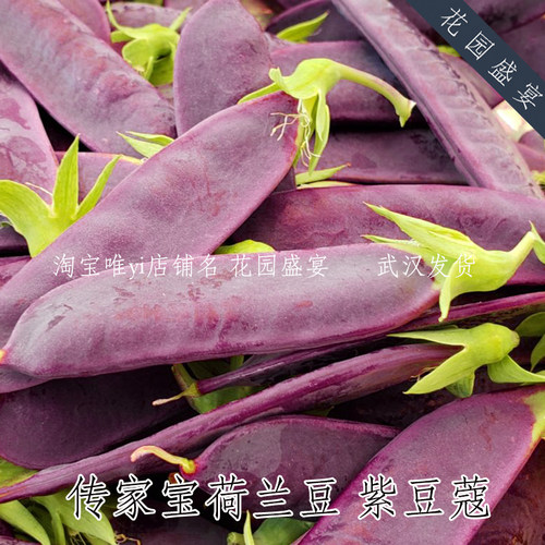 花园盛宴耐寒紫荷兰豆