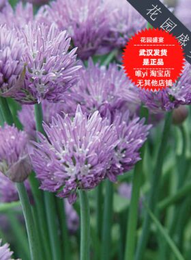 买1 送1可留种 虾夷葱种子美国BURPEE进口非转基因有机