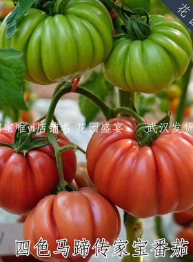 马蹄番茄种子 四色红粉紫黄色传家宝番茄可留种肉多汁多