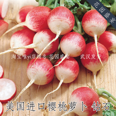 120粒种子有机樱桃萝卜