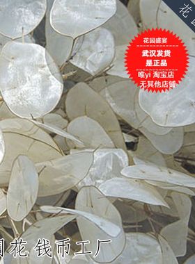 10粒切花新月花银扇草种子 钱币工厂 美国BURPEE进口可盆栽可留种