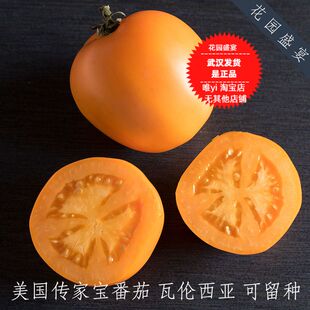 买1送1 有机可留种番茄共12粒种子瓦伦西亚 美国传家宝进口老品种