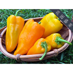 传家宝甜椒 黄金马克尼 牛角椒 包发芽 可留种