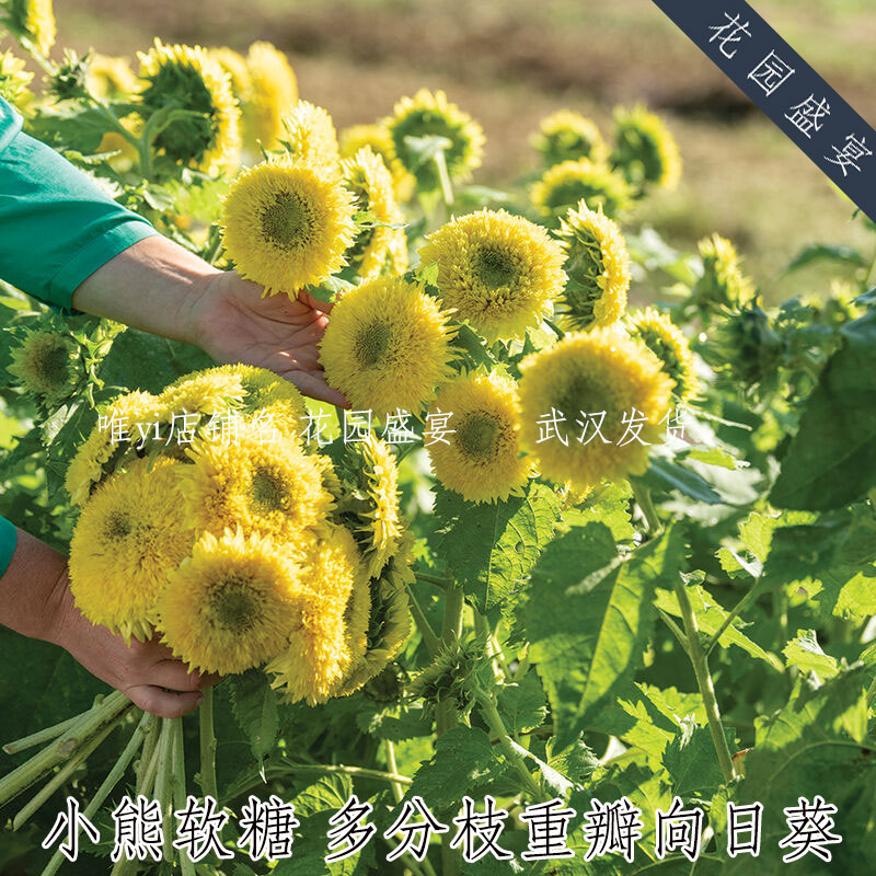 可留种多头切花重瓣向日葵种子小熊软糖 美国进口