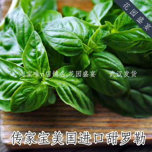 传家宝甜罗勒种子20粒美国进口食用香草种子花园盛宴