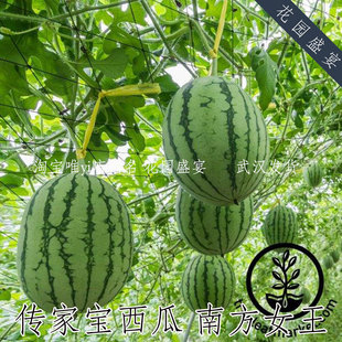 买1送1 传家宝南方女王西瓜种子耐热甜小西瓜可留种