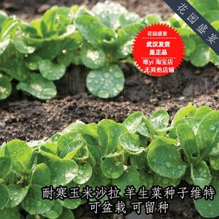 买1送1 耐寒绿叶羊生菜玉米沙拉维特种子美国进口可盆栽可留种