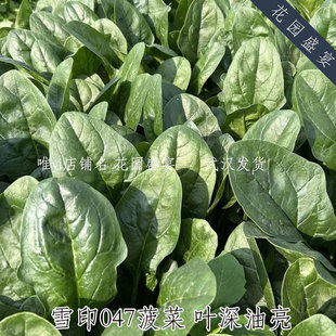 F1直立深绿油亮大叶菠菜种子雪印047美味抗病春秋地栽盆栽
