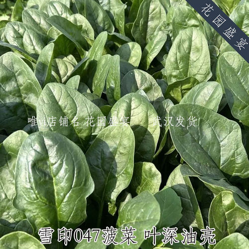 F1直立深绿油亮大叶菠菜种子雪印047美味抗病春秋地栽盆栽