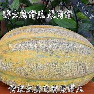 10粒传家宝可留种巨大的甜瓜姜的骄傲种子果肉甜老品种网纹瓜