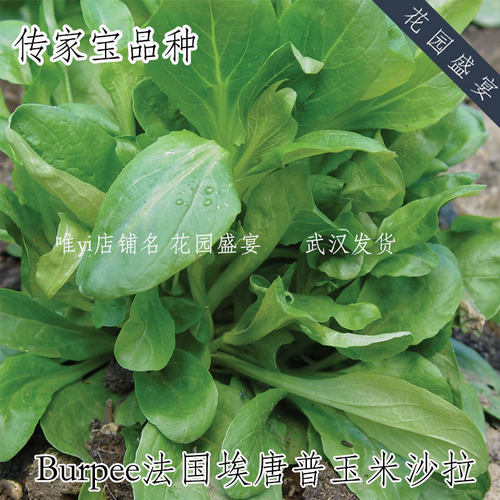 耐寒绿叶法国埃唐普玉米沙拉羊生菜美国进口burpee可盆栽传家宝