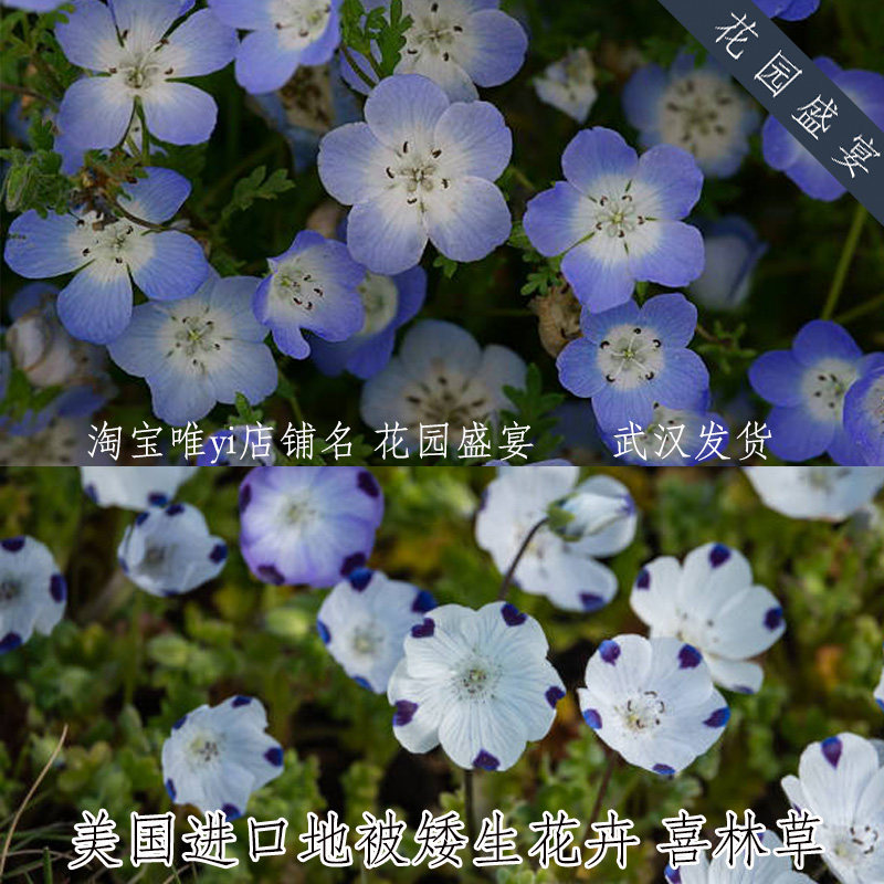 美国进口喜林草种子五点粉蝶花观赏耐寒花卉庭院阳台室内盆栽推荐 花园盛宴 淘优券