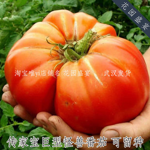 20粒沙瓤！可留种巨型怪兽牛排番茄种子进口种子传家宝番茄非自封