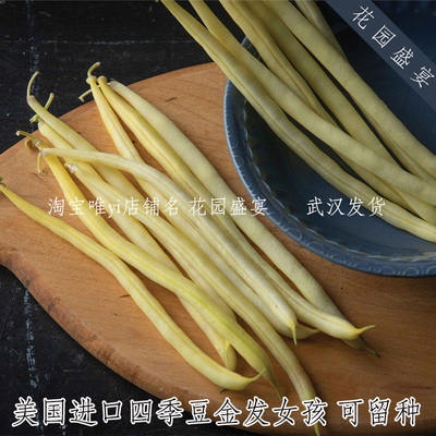 可留种高产美味四季豆金发女孩10