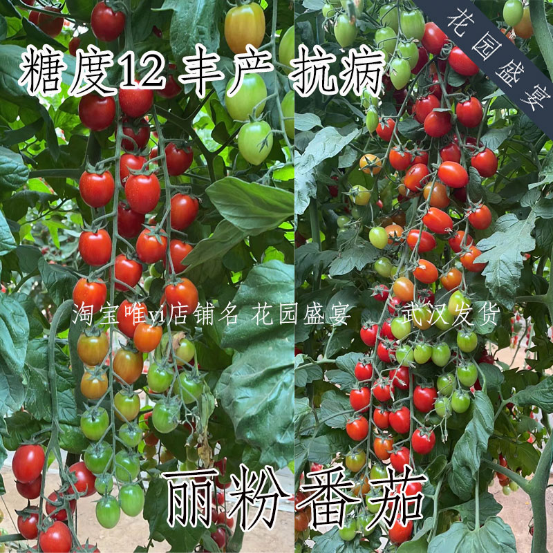花园盛宴F1高产番茄丽粉