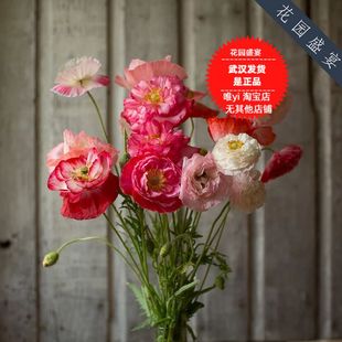 可留种盆栽虞美人种子雪莉重瓣混色白色美国FerryMorse进口 H5