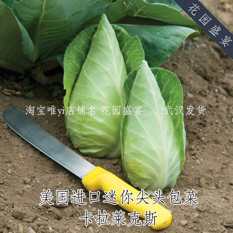 迷你尖头包菜卡拉莱克斯种子10粒卷心菜美国进口蔬菜种盆栽地栽