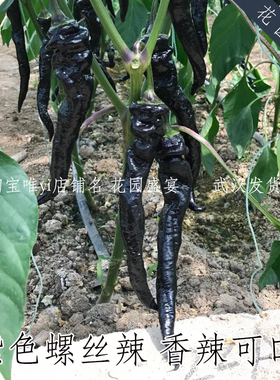 香辣可口紫色螺丝椒种子新一代杂交品种花青素含量高