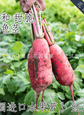 买1送1 F1温和甜脆盆栽水果萝卜红王2 进口蔬菜种子 易种植 红茎