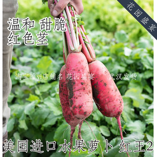 买1送1 F1温和甜脆盆栽水果萝卜红王2 进口蔬菜种子 易种植 红茎