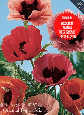 东方虞美人混色及红色种子 美国BURPEE进口品牌供应商