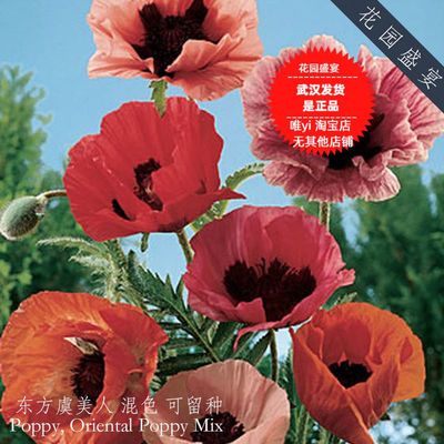 东方虞美人种子传家宝