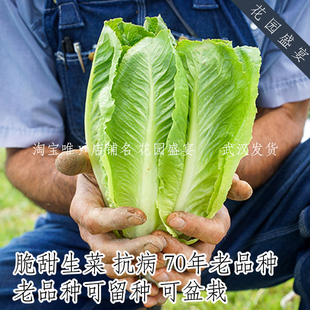 可留种传统罗马生菜种子20粒帕里斯岛美国传家宝进口春秋播盆地栽