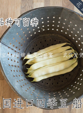 母猪！传家宝可留种黄色四季豆船长种子高产美味美国进口