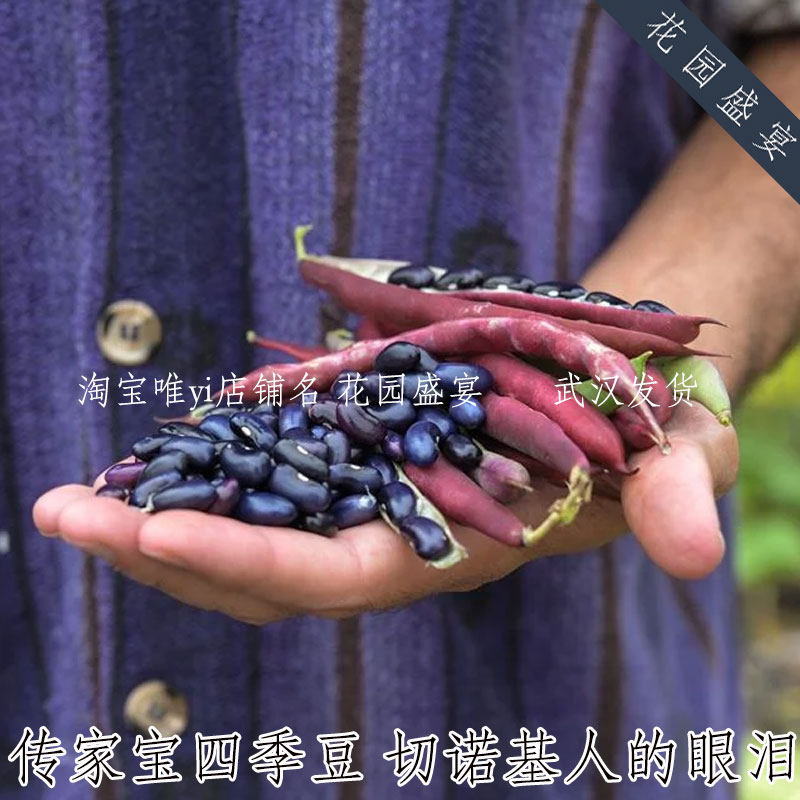 古老品种可留种四季豆种子切诺基人的眼泪味道浓郁紫花紫壳黑豆图片
